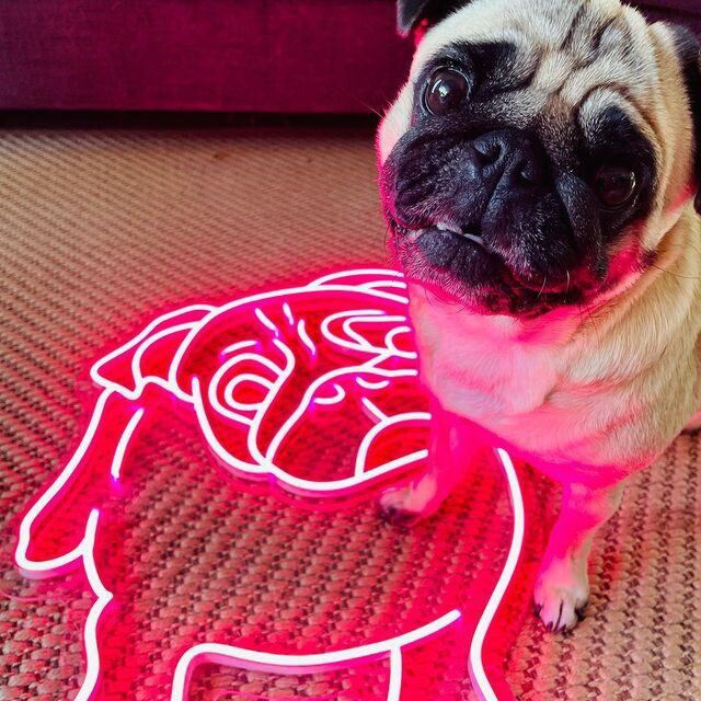 Cutie The Pug Neon Sign for Pet Lovers
